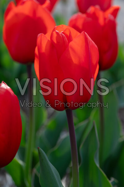 Tulipa Orange XXL Tulipa Orange XXL