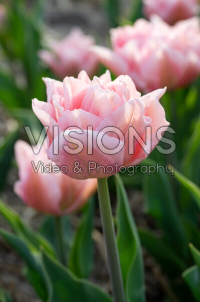 Tulipa Dreamer Tulipa Dreamer