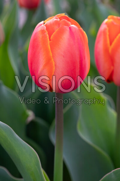 Tulipa Powerhouse