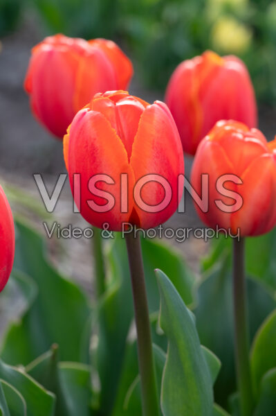 Tulipa Powerhouse Tulipa Powerhouse