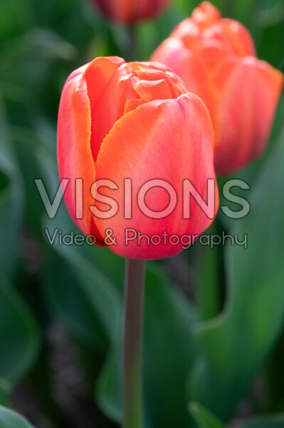 Tulipa Powerhouse Tulipa Powerhouse