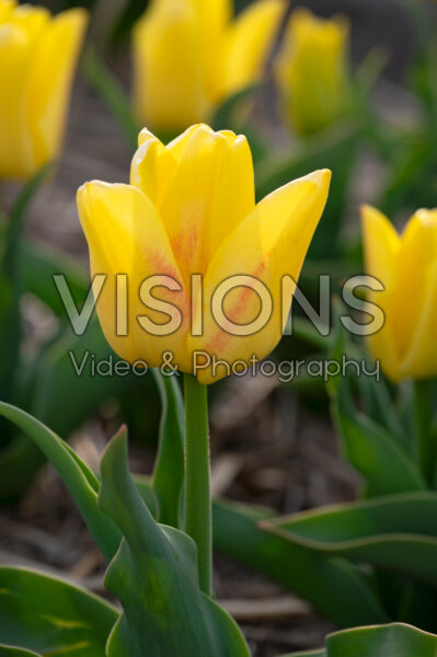 Tulipa Ice Lolly Tulipa Ice Lolly