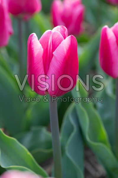 Tulipa Molto Amata Tulipa Molto Amata