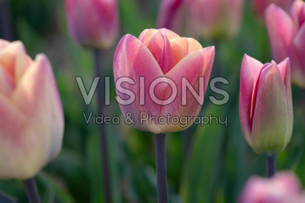 Tulipa Merci Tulipa Merci