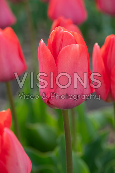 Tulipa Van Eijk Tulipa Van Eijk