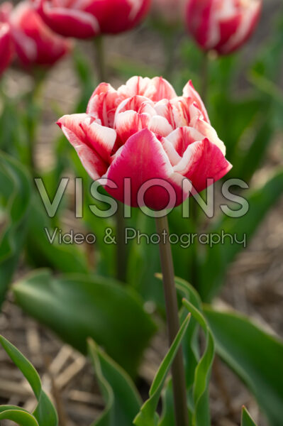 Tulipa Gerbrand Kieft Tulipa Gerbrand Kieft
