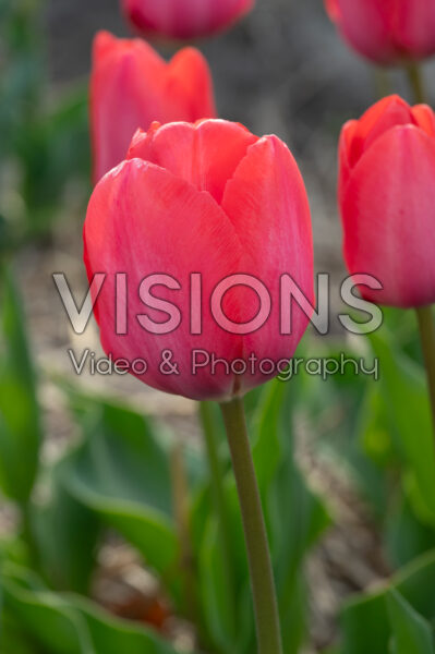 Tulipa Van Eijk Tulipa Van Eijk