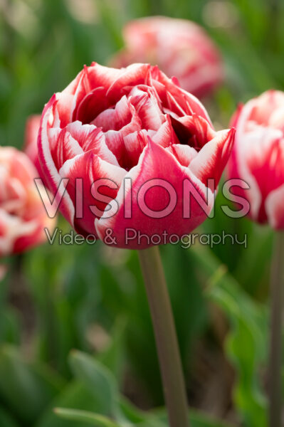 Tulipa Gerbrand Kieft Tulipa Gerbrand Kieft