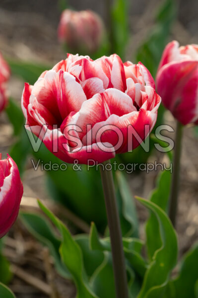 Tulipa Gerbrand Kieft