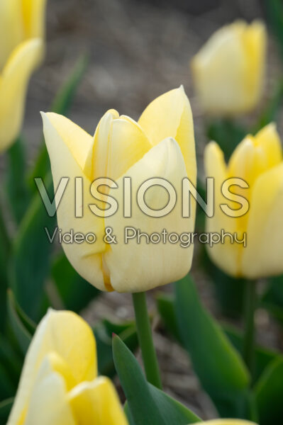 Tulipa Bright Sun Tulipa Bright Sun
