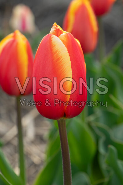 Tulipa Milatz Tulipa Milatz