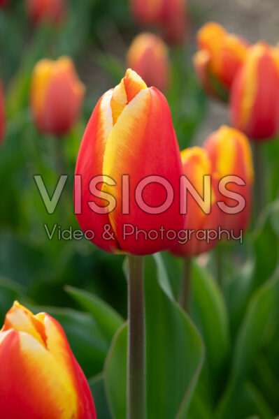 Tulipa Milatz Tulipa Milatz