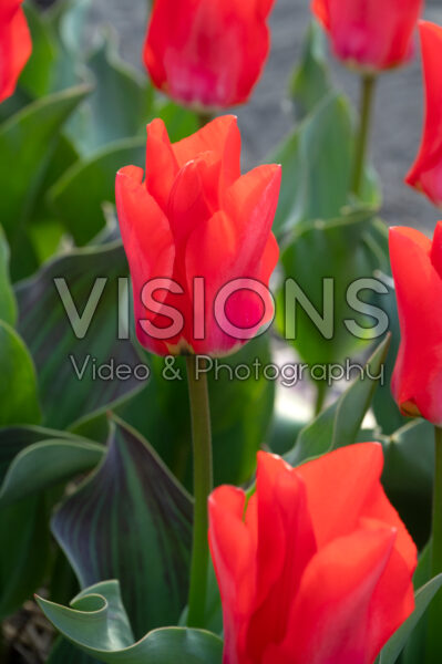 Tulipa Trauttmansdorff Tulipa Trauttmansdorff