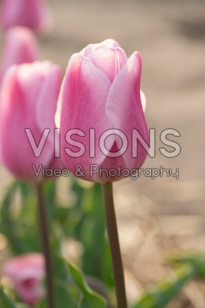 Tulipa Synaeda Amor Tulipa Synaeda Amor