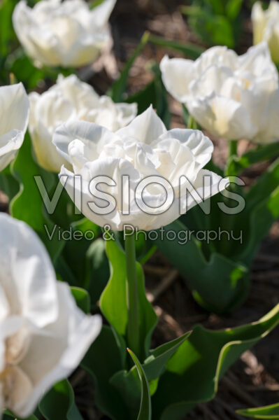 Tulipa Mondial Tulipa Mondial