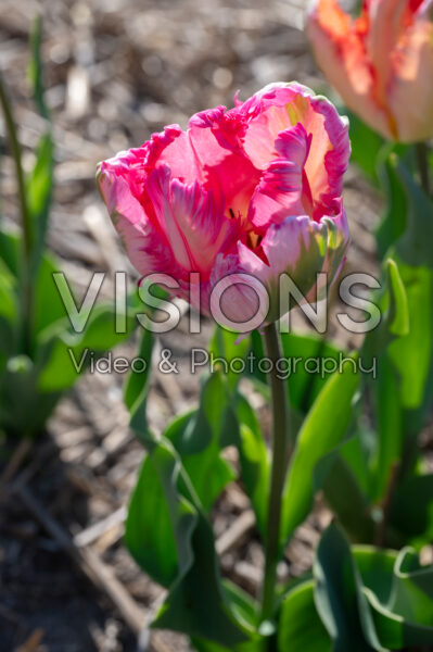 Tulipa Parrot Pinkvision Tulipa Parrot Pinkvision