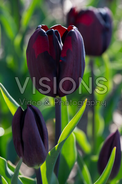 Tulipa Continental Tulipa Continental