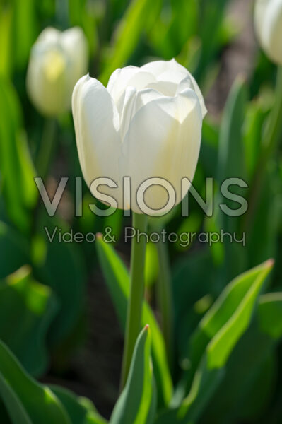 Tulipa Chantilly