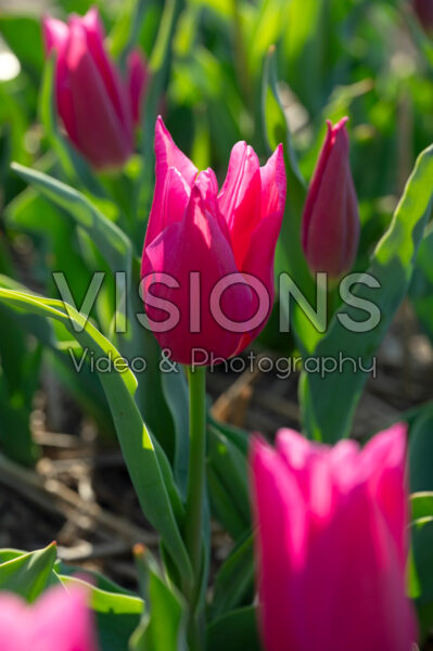 Tulipa Lilyrosa Tulipa Lilyrosa