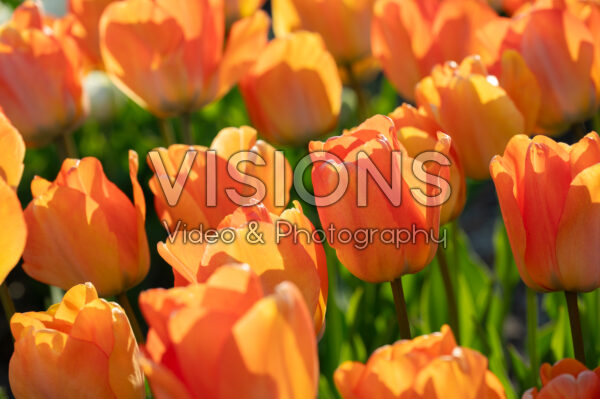 Tulipa Daydream