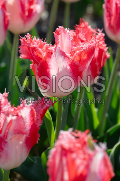 Tulipa Sweet Simone Tulipa Sweet Simone