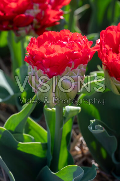 Tulipa Promiss Tulipa Promiss