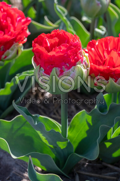 Tulipa Promiss Tulipa Promiss