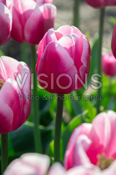 Tulipa Molto Amata Tulipa Molto Amata