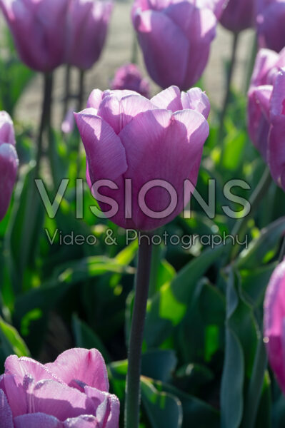 Tulipa Maldano Tulipa Maldano