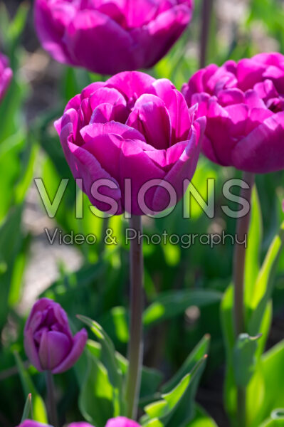 Tulipa Backpacker Tulipa Backpacker