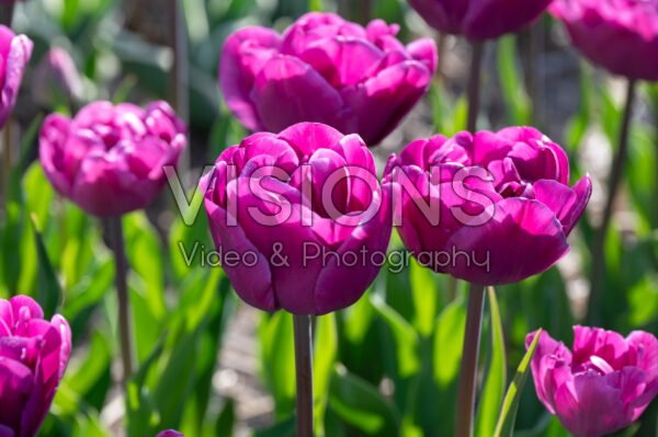 Tulipa Backpacker Tulipa Backpacker