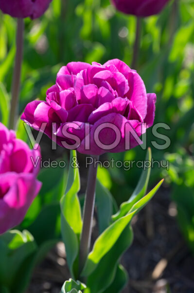 Tulipa Backpacker Tulipa Backpacker