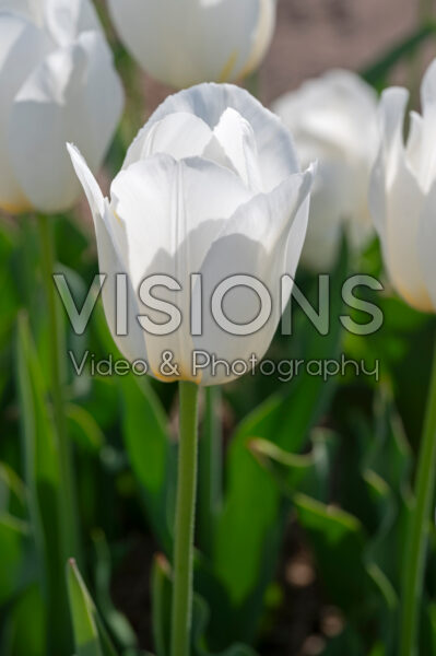 Tulipa Orleans Tulipa Orleans