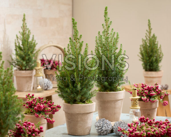 Picea glauca December Picea glauca December