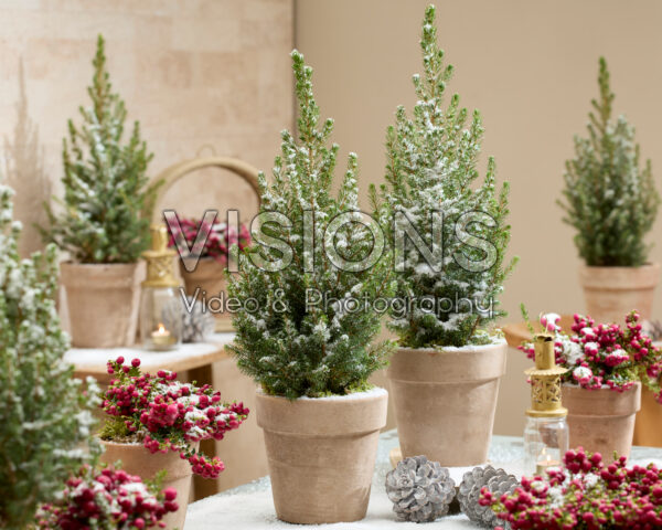 Picea glauca December Picea glauca December