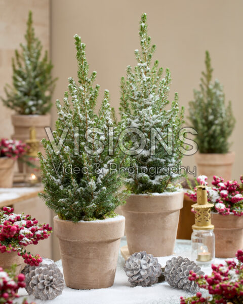 Picea glauca December Picea glauca December