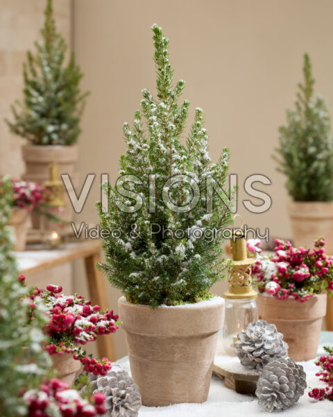 Picea glauca December