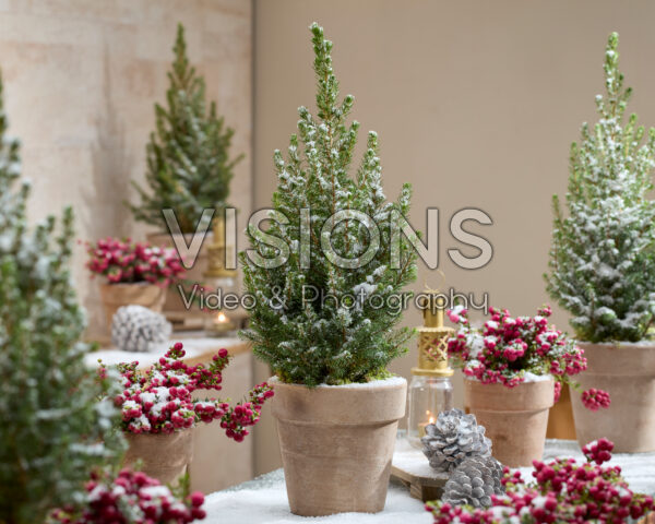 Picea glauca December