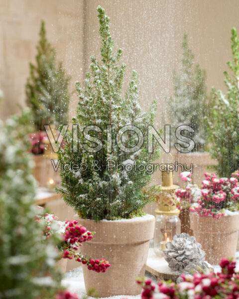 Picea glauca December