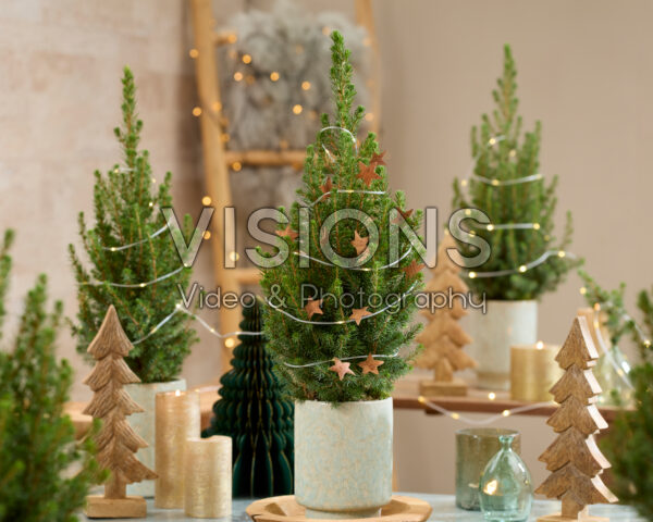 Picea glauca December