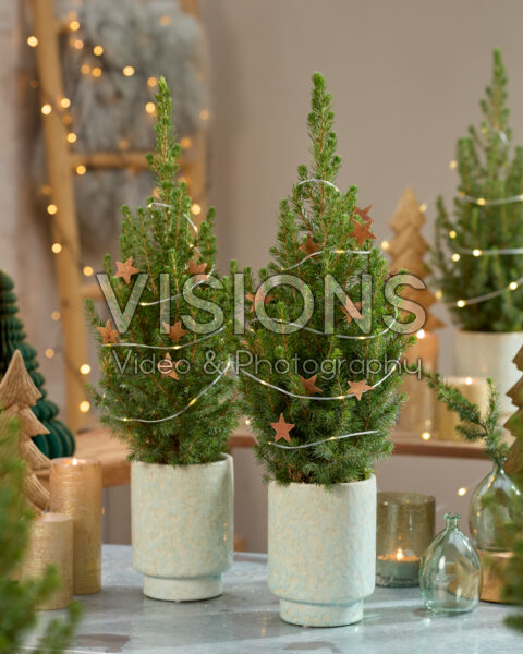 Picea glauca December Picea glauca December