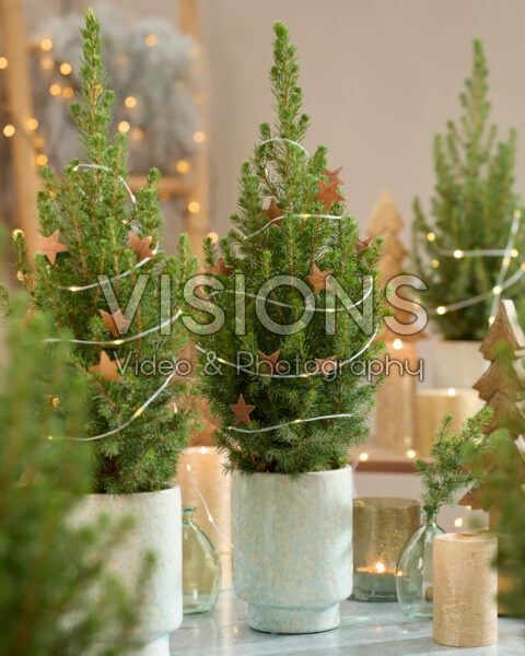 Picea glauca December