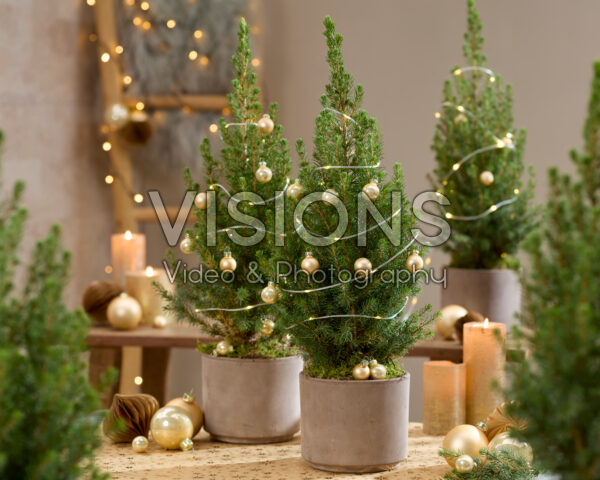 Picea glauca December Picea glauca December