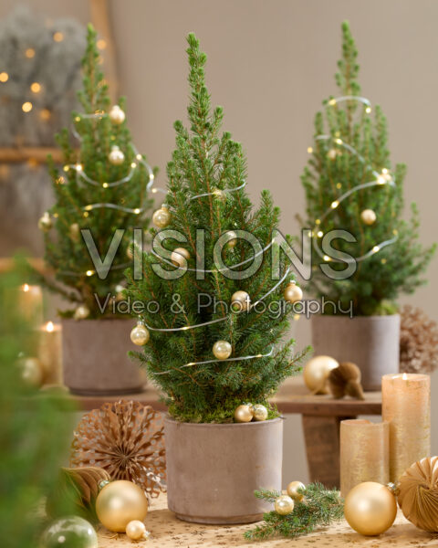 Picea glauca December Picea glauca December