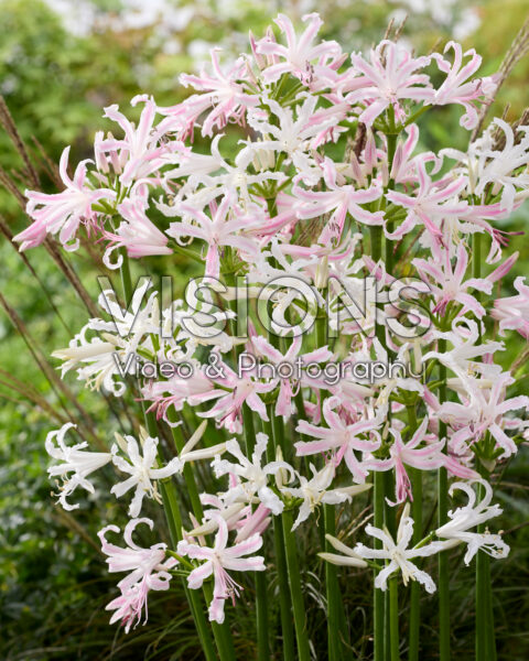Nerine bowdenii Like a Virgin, Bernice Nerine bowdenii Like a Virgin, Bernice