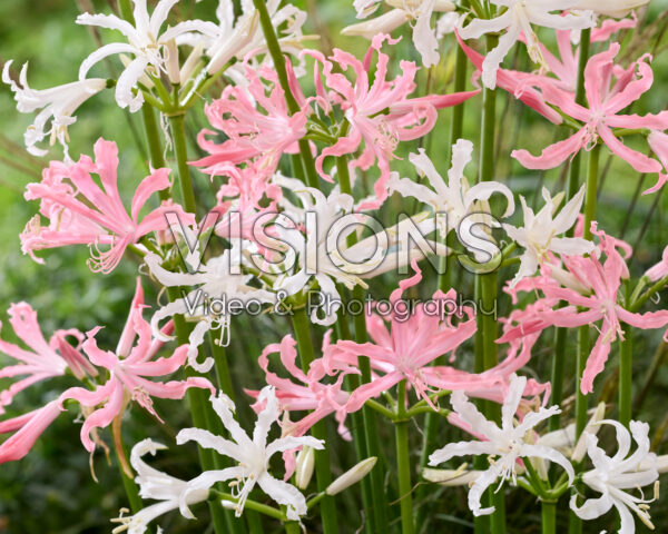 Nerine bowdenii Like a Virgin, Flugel Nerine bowdenii Like a Virgin, Flugel