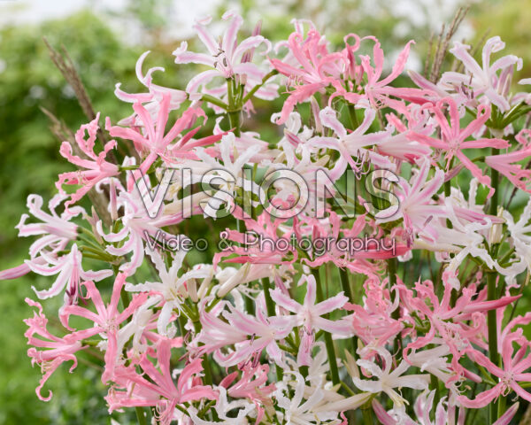 Nerine bowdenii mixed