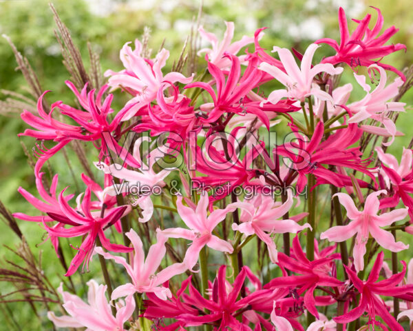 Amarine Belladiva Tomoko, Emanuelle Amarine Belladiva Tomoko, Emanuelle