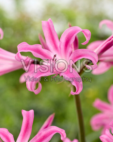 Amarine Belladiva Paris Amarine Belladiva Paris