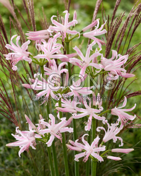 Nerine bowdenii Bernice
